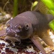 Garra Rufa / Dr Fish exfoliating mani