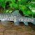 Garra Rufa / Dr Fish exfoliating mani