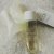 Avroy Shlain Body Essence Nourishing Tissue Oil