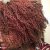 Clicks Afri True Naturals Hydrating Curl Crème