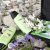 Organics Shampoo &amp; Conditioner for Dry and Damaged hair with Organics Shea Butter