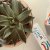 Aquafresh Pure White Range