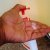 Lifebuoy Handwash Total