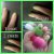 Essie Neon Collection Nail Polish