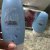 No Hair Sensitive hair removal lotion 125ml