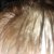 Plantur 39 Colour Brown Shampoo &amp; Conditioner