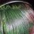 Party Success Hair Colour in Green and Colour Xtreme Hair Art in Red