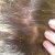 Plantur 39 Colour Brown Shampoo &amp; Conditioner