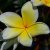 Blooms Frangipani body butter