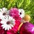 AVON FAR AWAY SPLENDORIA EAU DE PARFUM
