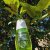Justine Tissue Oil Repair