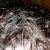 Plantur 39 Colour Brown Shampoo &amp; Conditioner