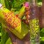 Yardley Conquest Eau Perfumed Body Spray Range