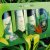 Organics Shampoo &amp; Conditioner for Dry and Damaged hair with Organics Shea Butter