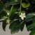 Clicks Tea Tree Oil