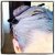 Swarzkopf Color Mask in Pearl Blonde