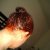 Garnier Nutrisse - Dark Cherry Review