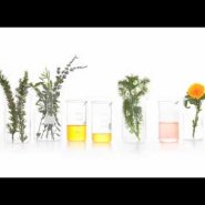 What makes Bio-Oil work